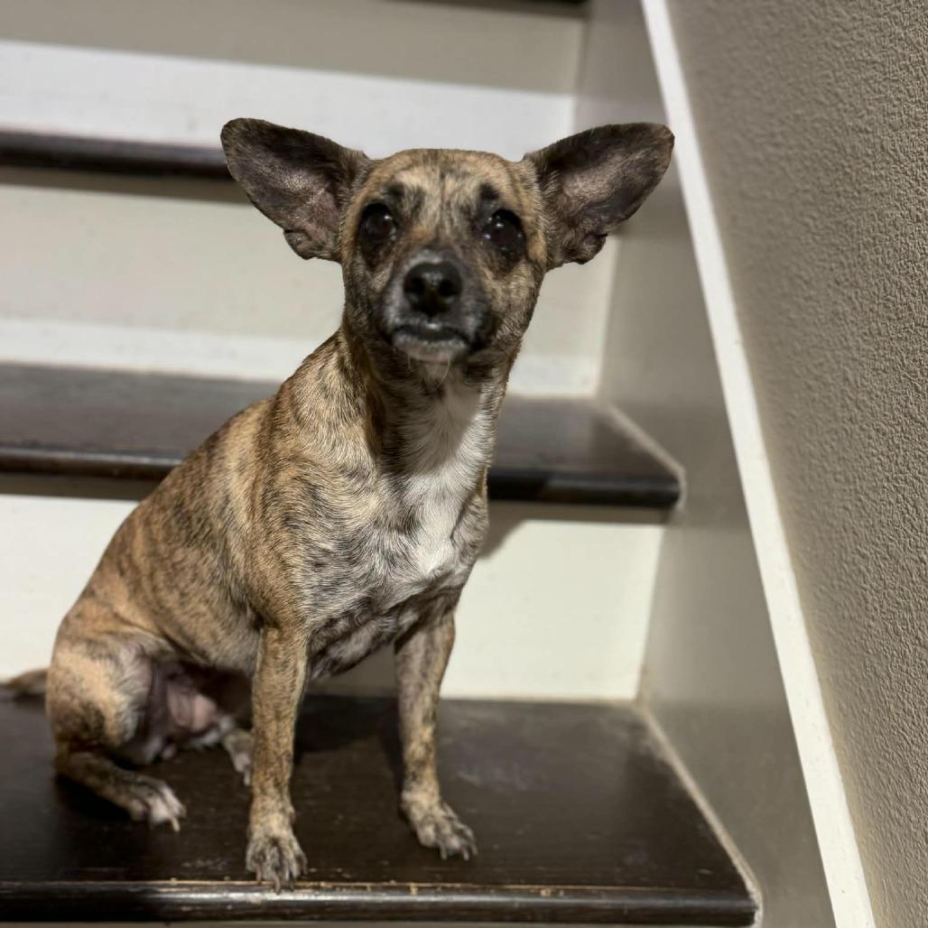 Temu, a Adoptable Chihuahua in Katy, TX image 3/3