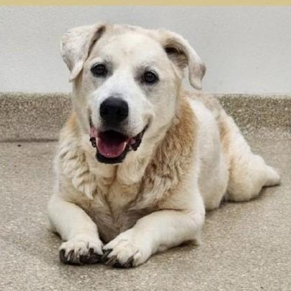 Enlarge Spot, an adoptable mixed breed in Severn, MD image 1/4