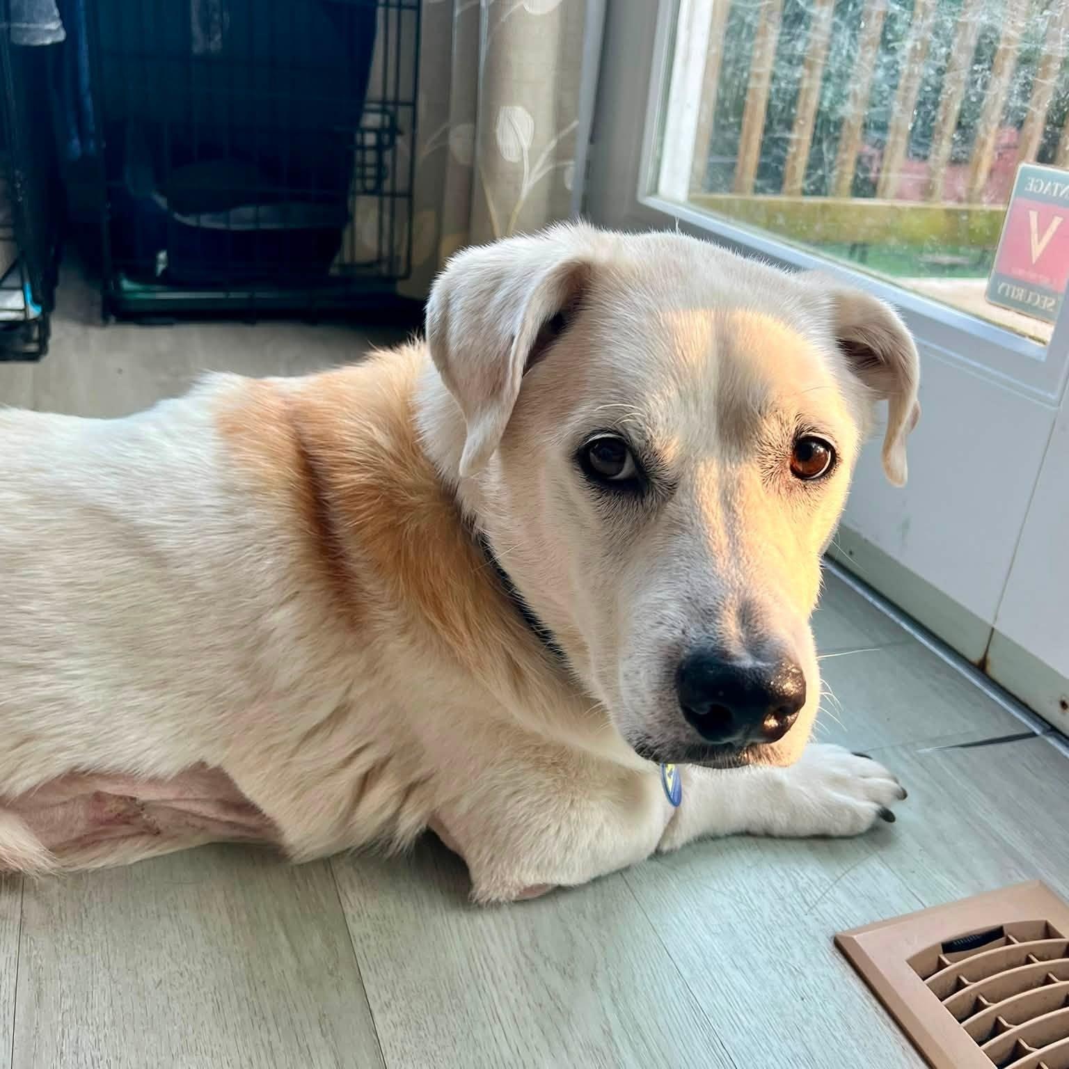 Spot, an adoptable mixed breed in Severn, MD image 6/6