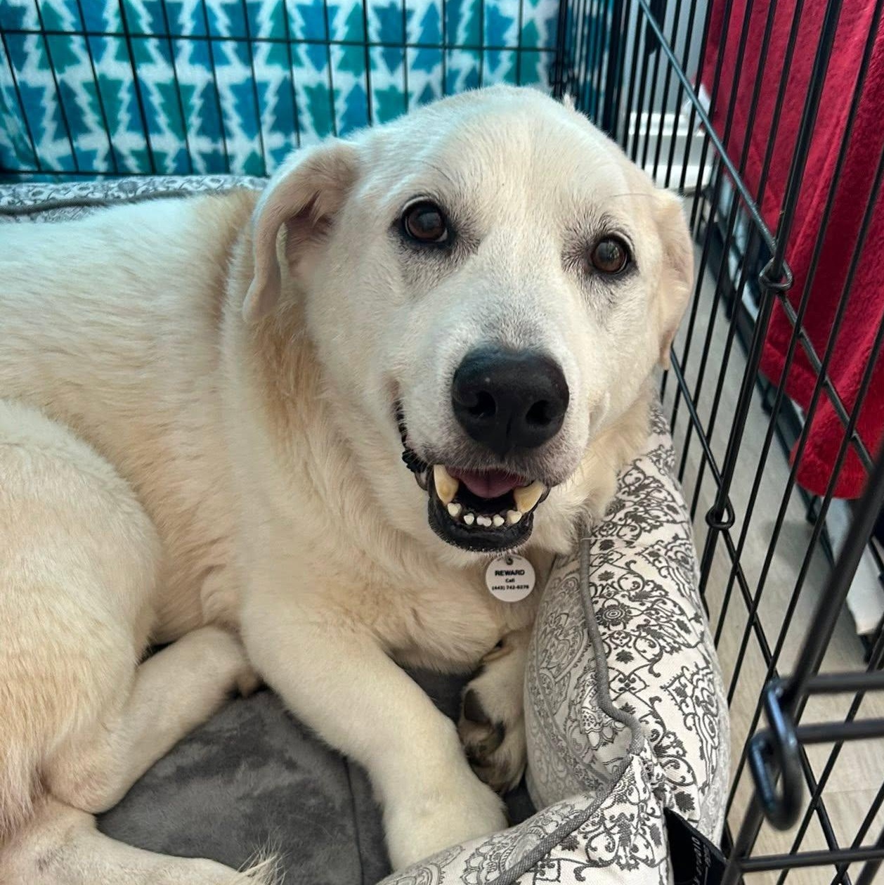 Enlarge Spot, an adoptable mixed breed in Severn, MD image 2/4