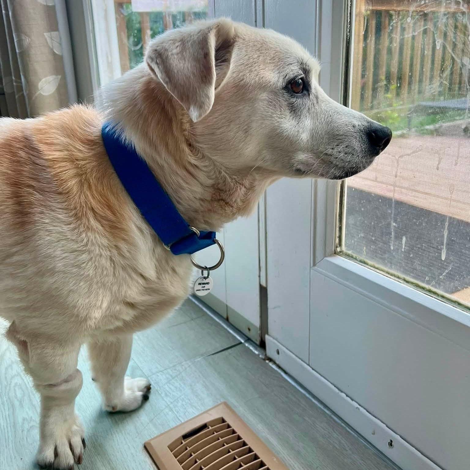 Spot, adoptable, Senior Male Labrador Retriever & Basset Hound.