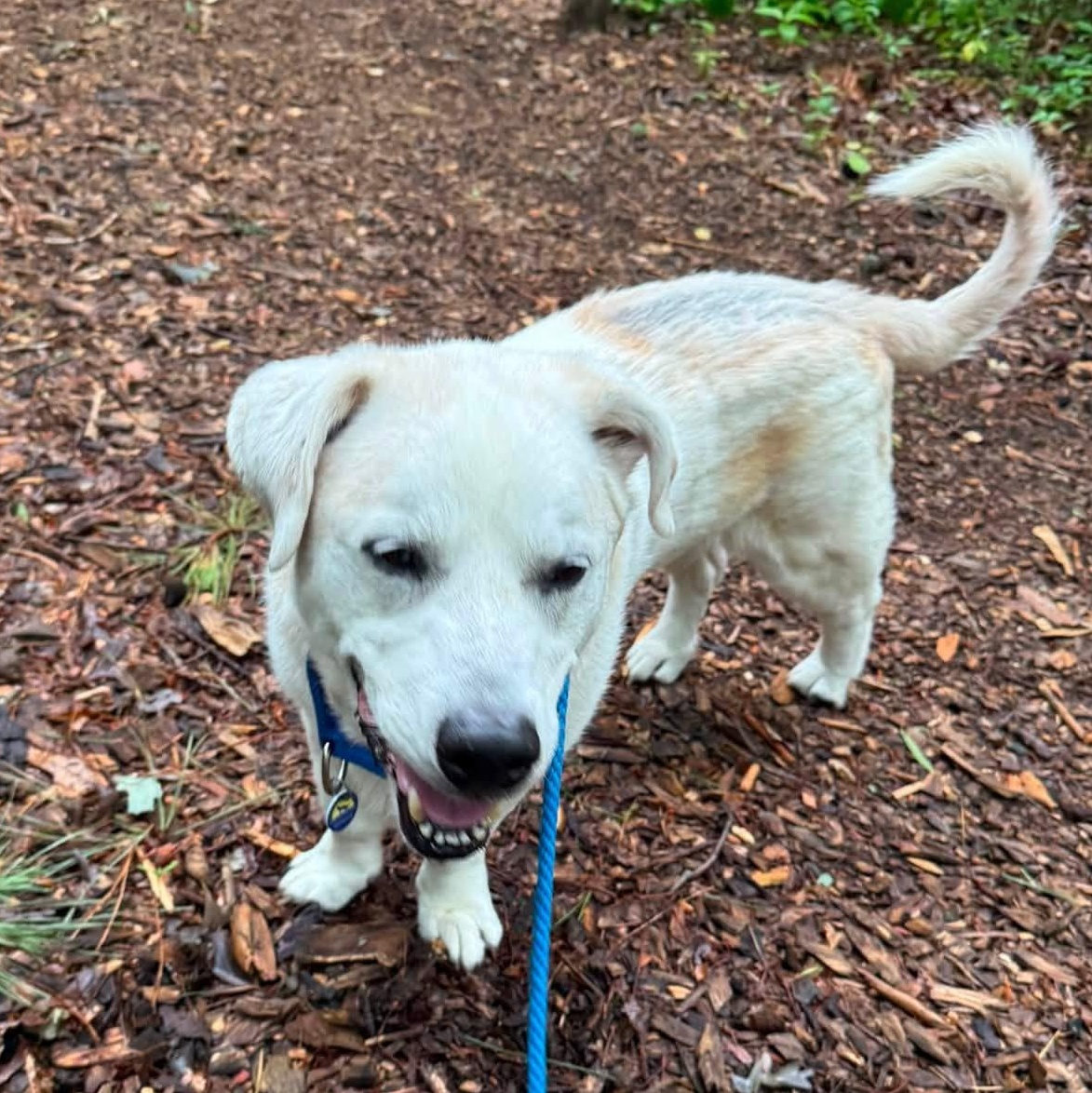 Enlarge Spot, an adoptable mixed breed in Severn, MD image 4/4