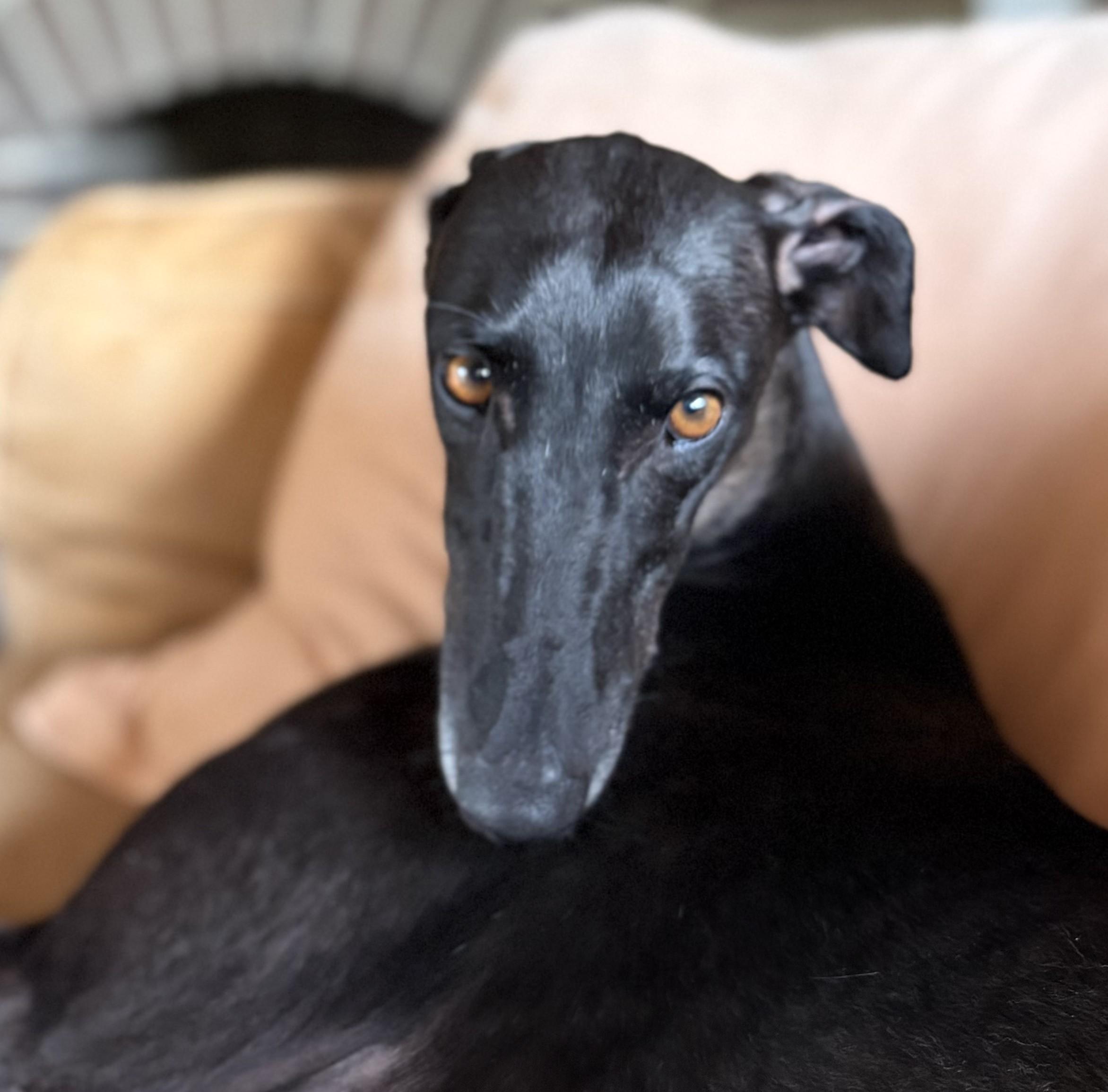 Enlarge Vera, a ADOPTABLE Greyhound in Seattle, WA image 1/5