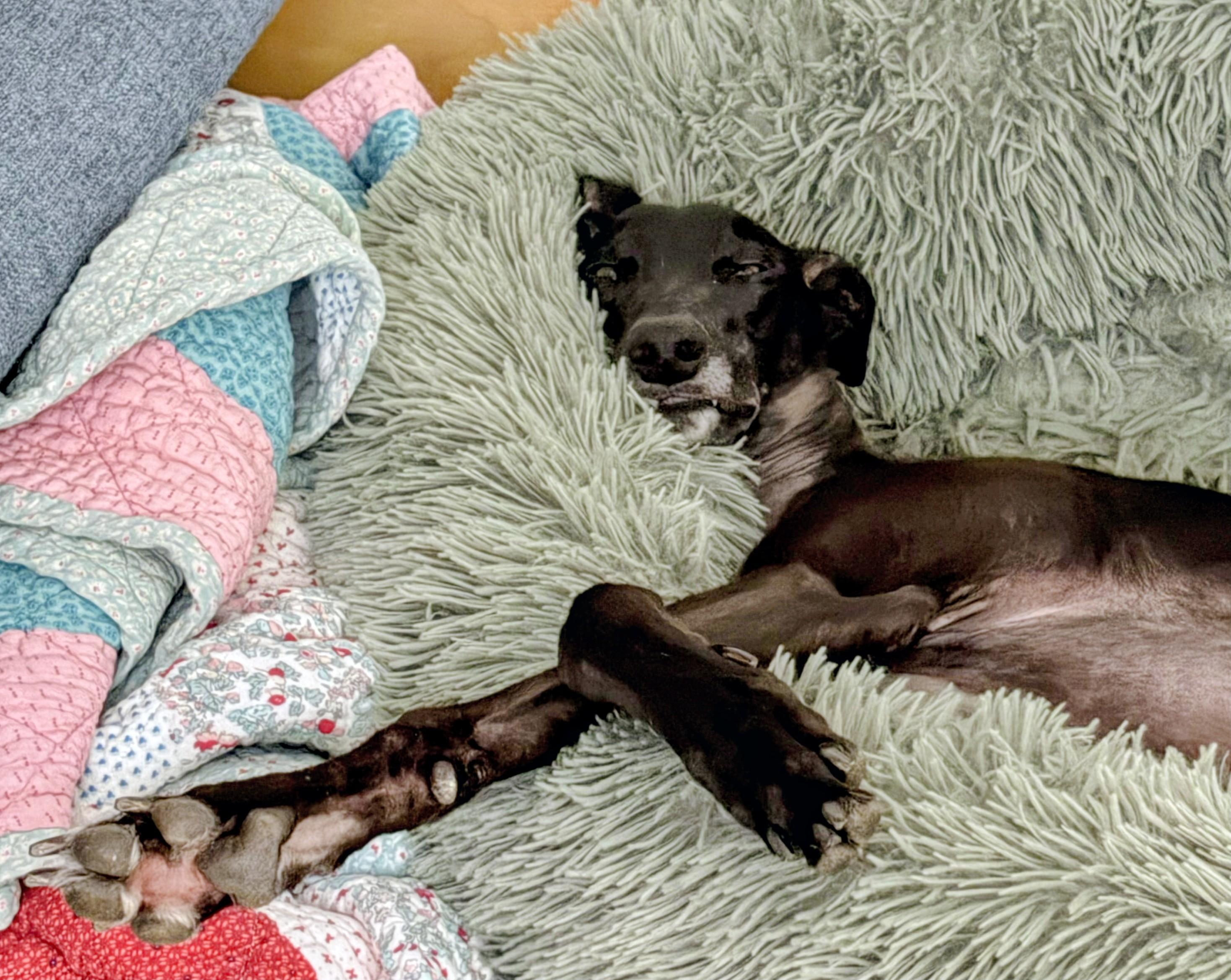 Enlarge Vera, a ADOPTABLE Greyhound in Seattle, WA image 4/5