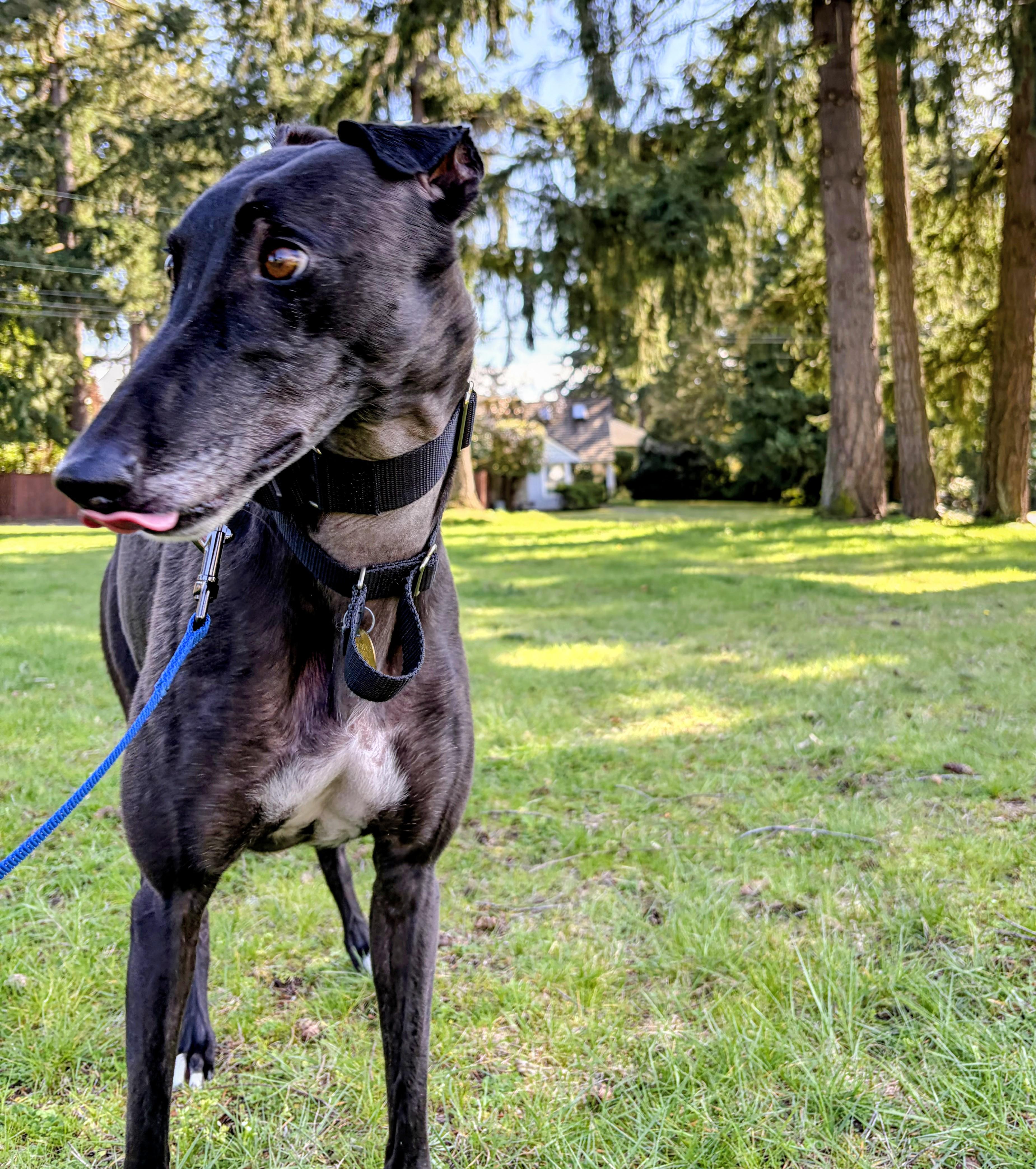 Enlarge Vera, a ADOPTABLE Greyhound in Seattle, WA image 6/6