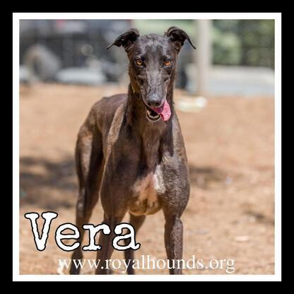 Enlarge Vera, a ADOPTABLE Greyhound in Seattle, WA image 2/5