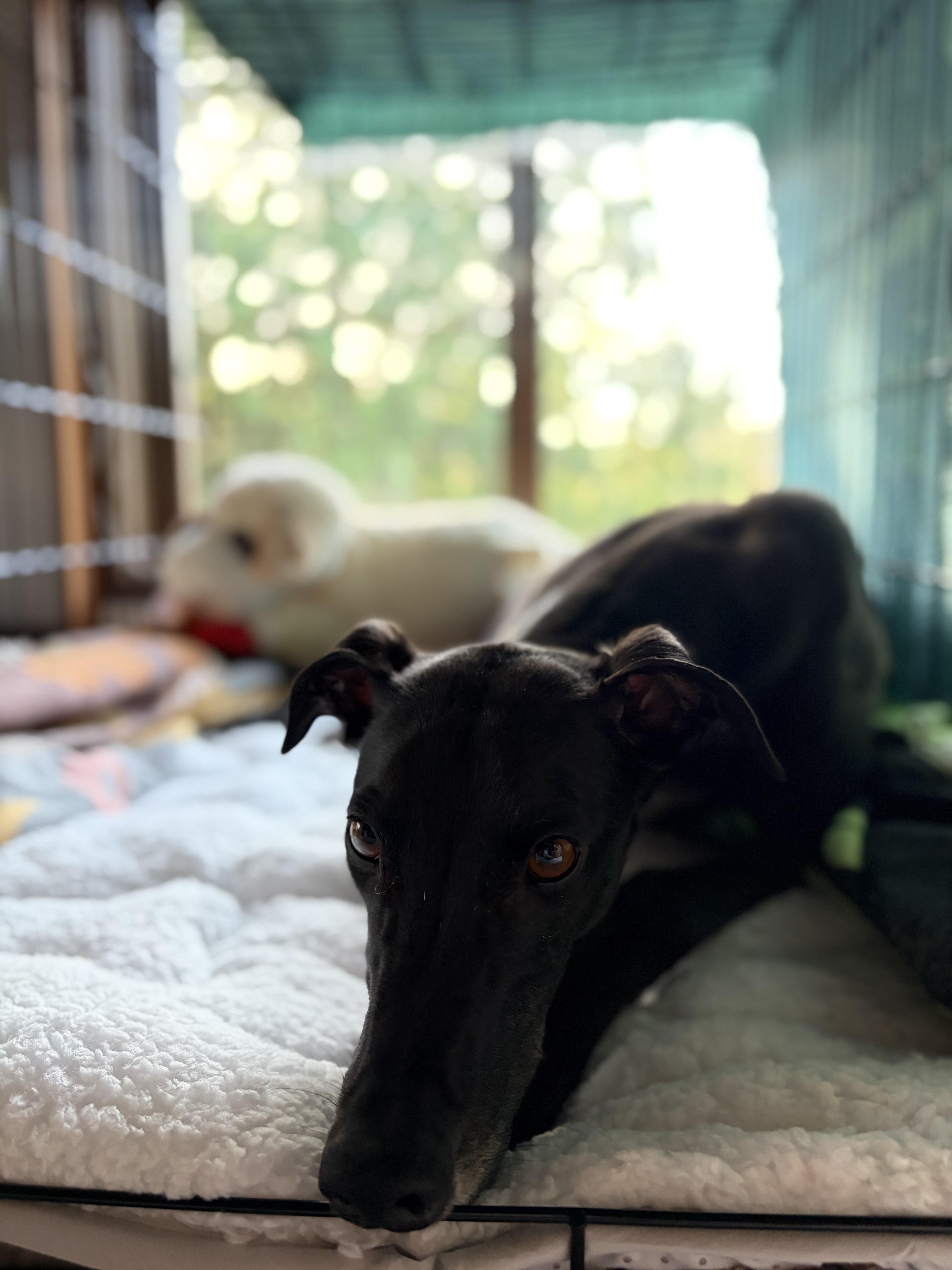 Enlarge Vera, a ADOPTABLE Greyhound in Seattle, WA image 5/5