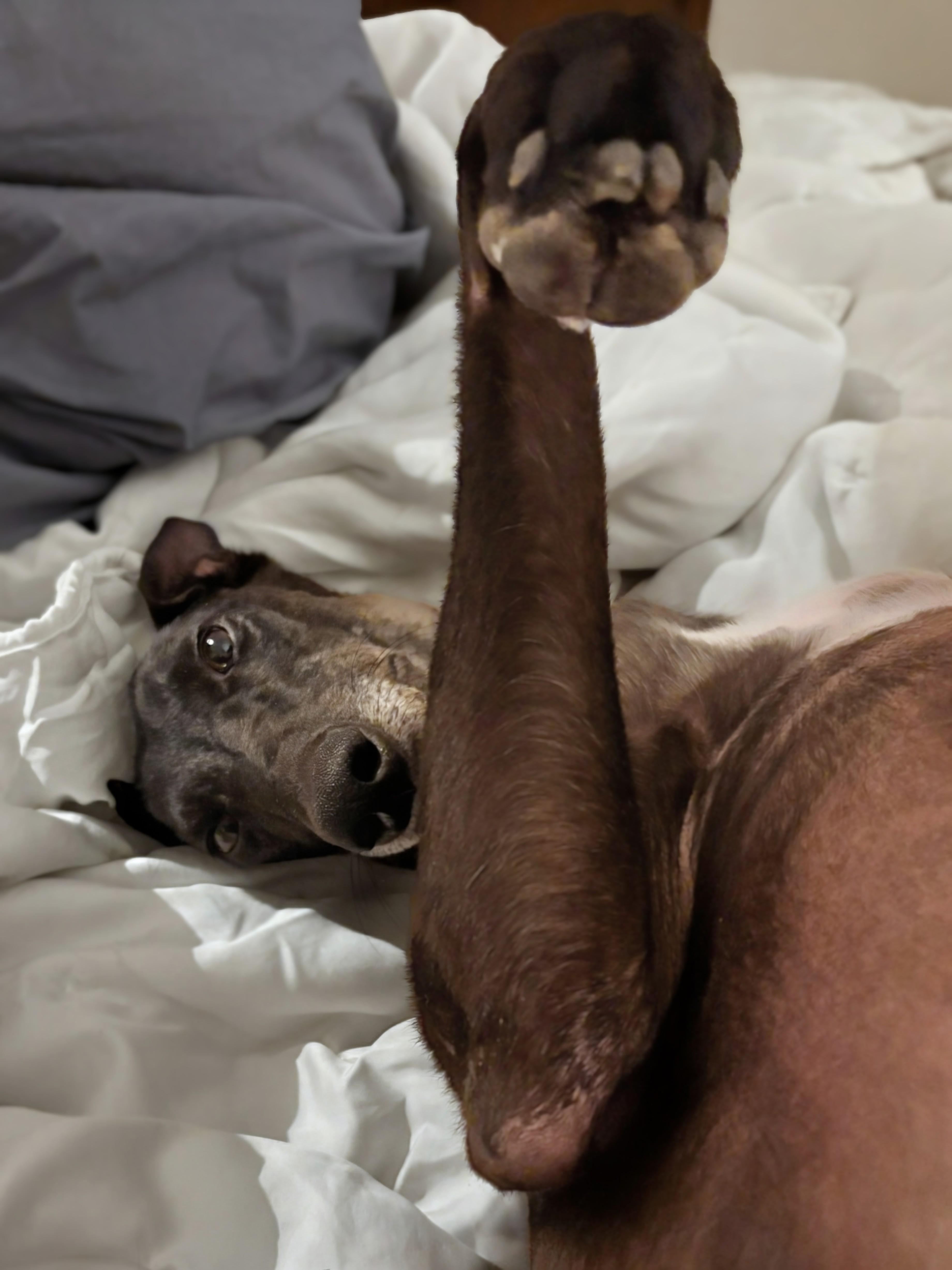 Enlarge Vera, a ADOPTABLE Greyhound in Seattle, WA image 3/5