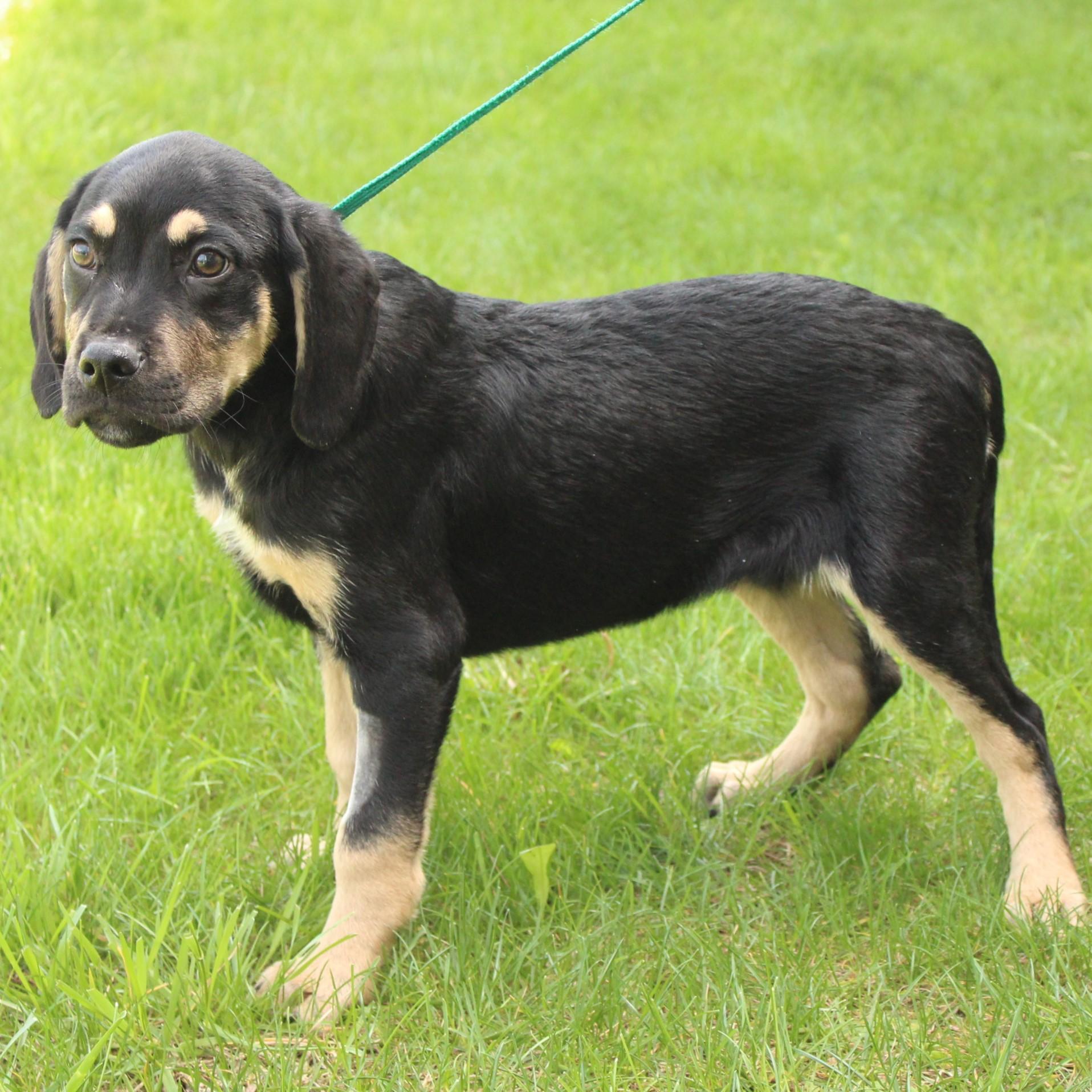 Enlarge Rumble, an adopted mixed breed in Eaton, OH image 4/4