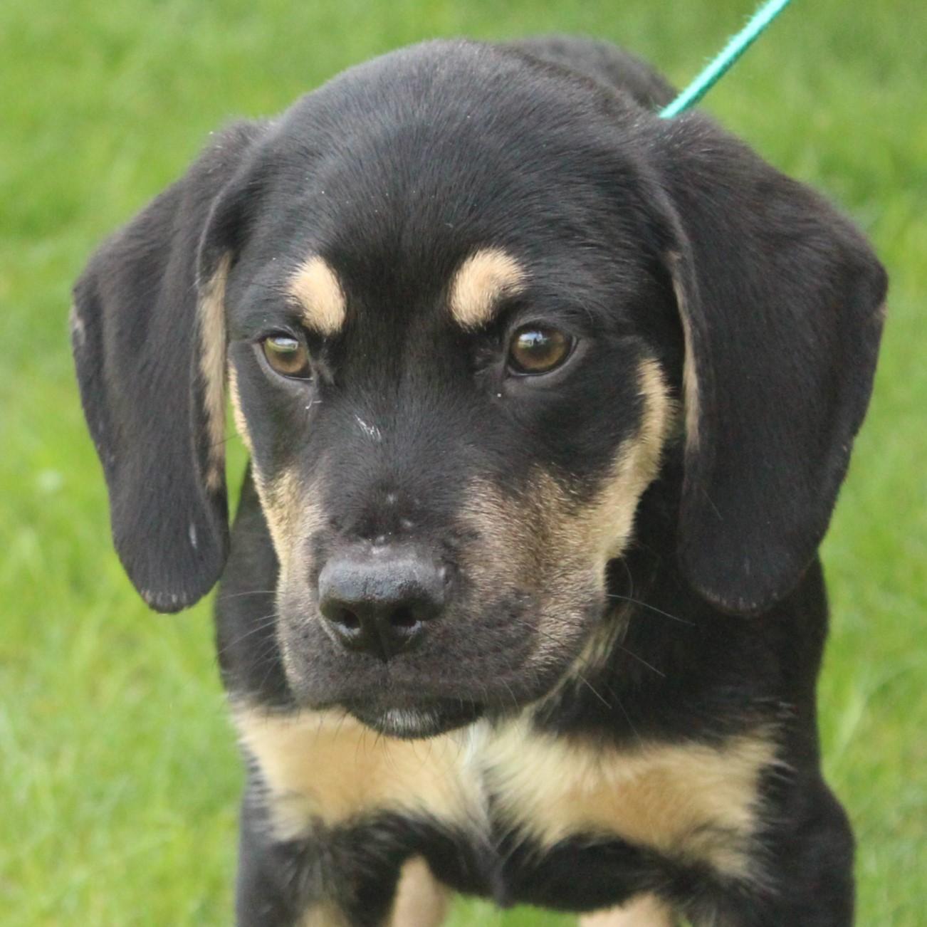 Enlarge Rumble, an adopted mixed breed in Eaton, OH image 3/4