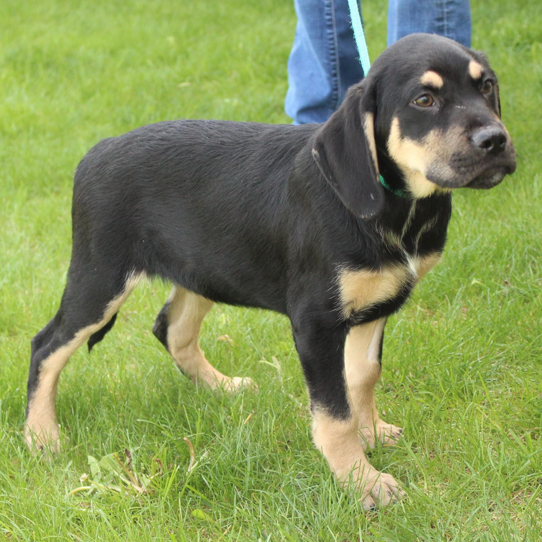 Enlarge Rumble, an adopted mixed breed in Eaton, OH image 2/4