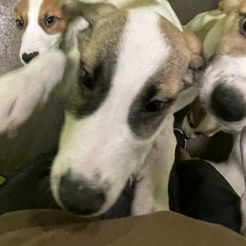 Enlarge Gary, a Adoptable Great Pyrenees in Spokane, WA image 2/3
