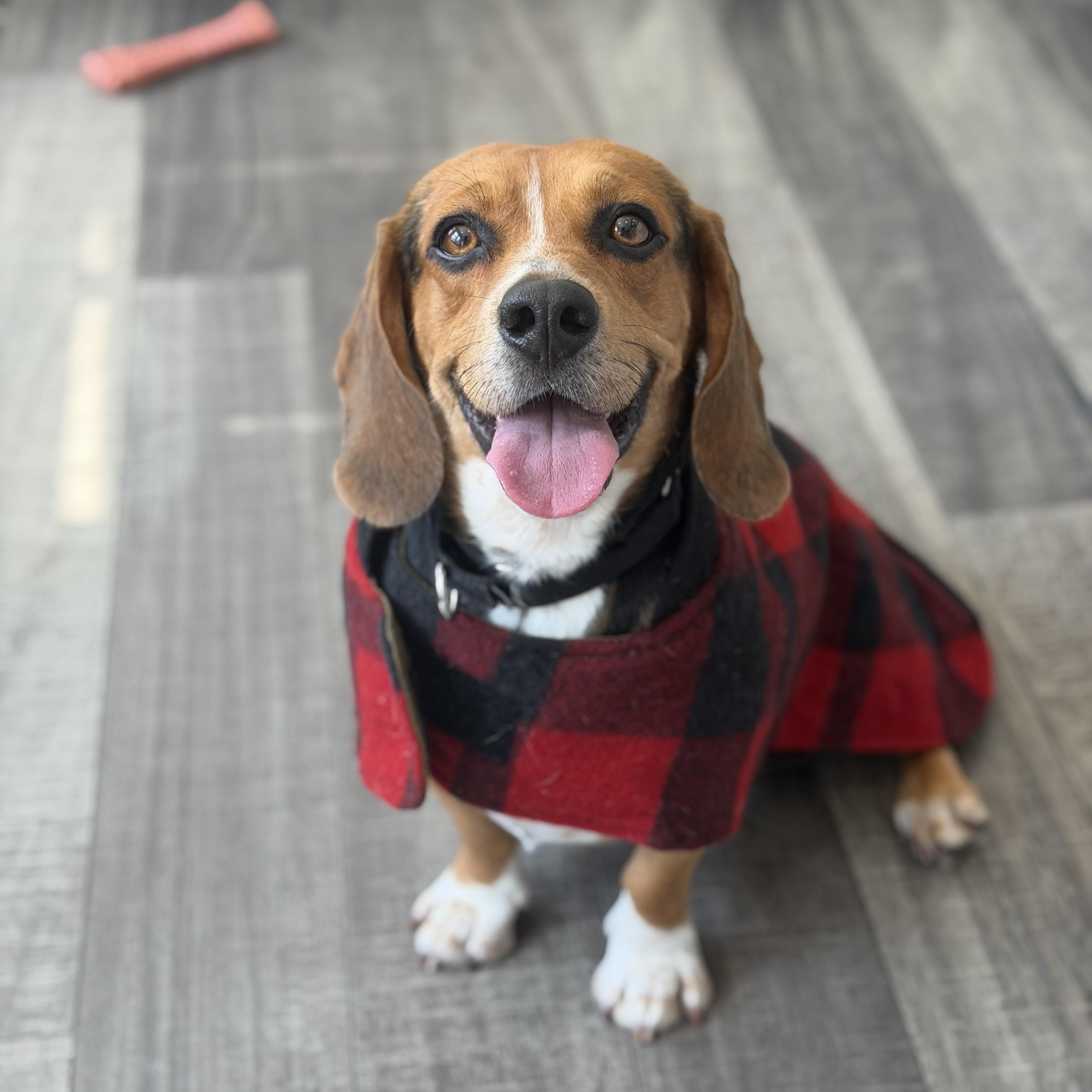 Panko, Adoptable, Adult Male Beagle.