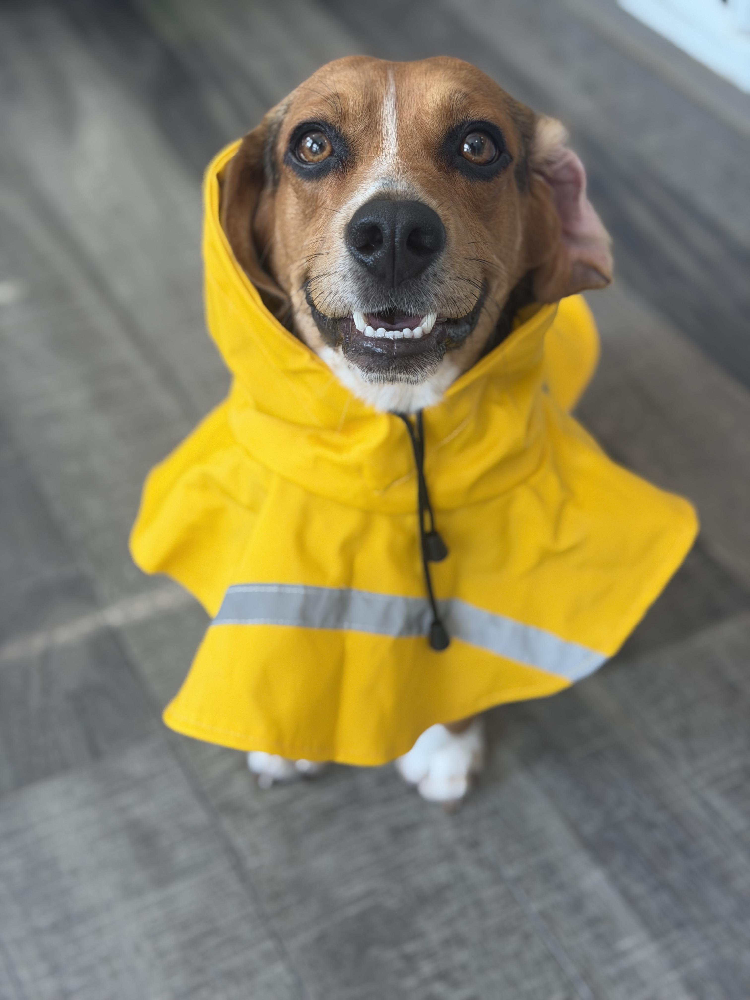 Enlarge Panko, a Adoptable Beagle in Mahwah, NJ image 6/6