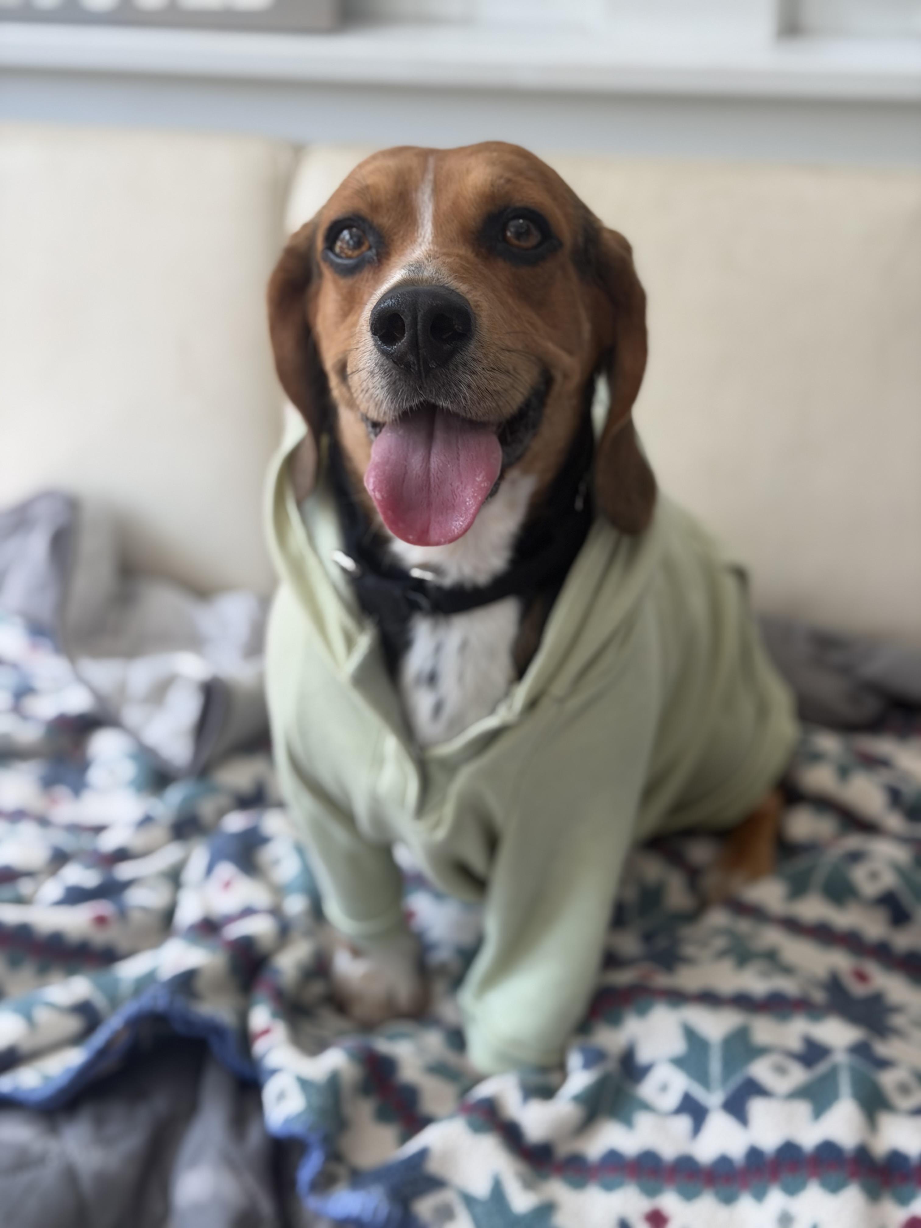 Enlarge Panko, a Adoptable Beagle in Mahwah, NJ image 4/6