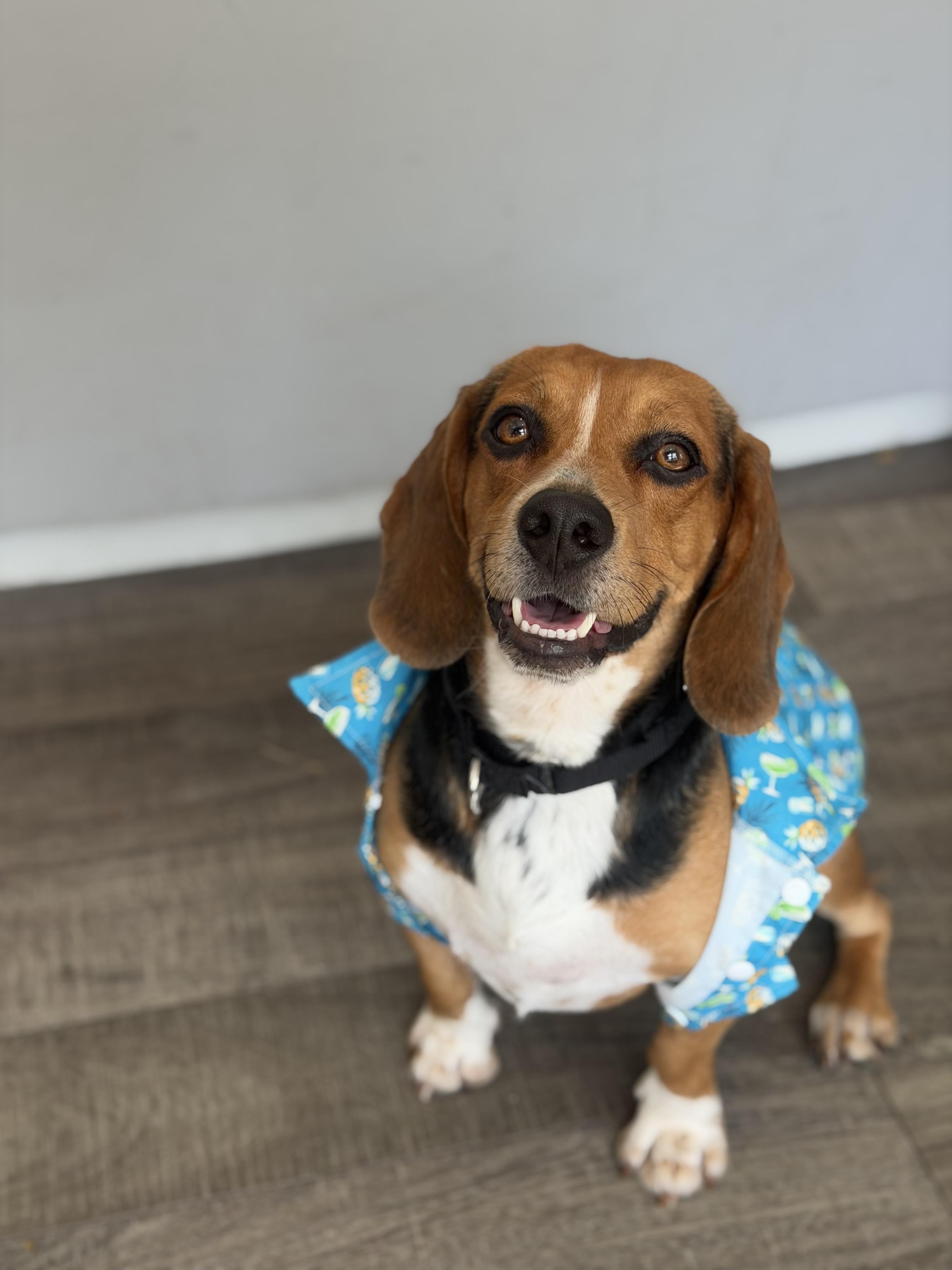 Enlarge Panko, a Adoptable Beagle in Mahwah, NJ image 5/6