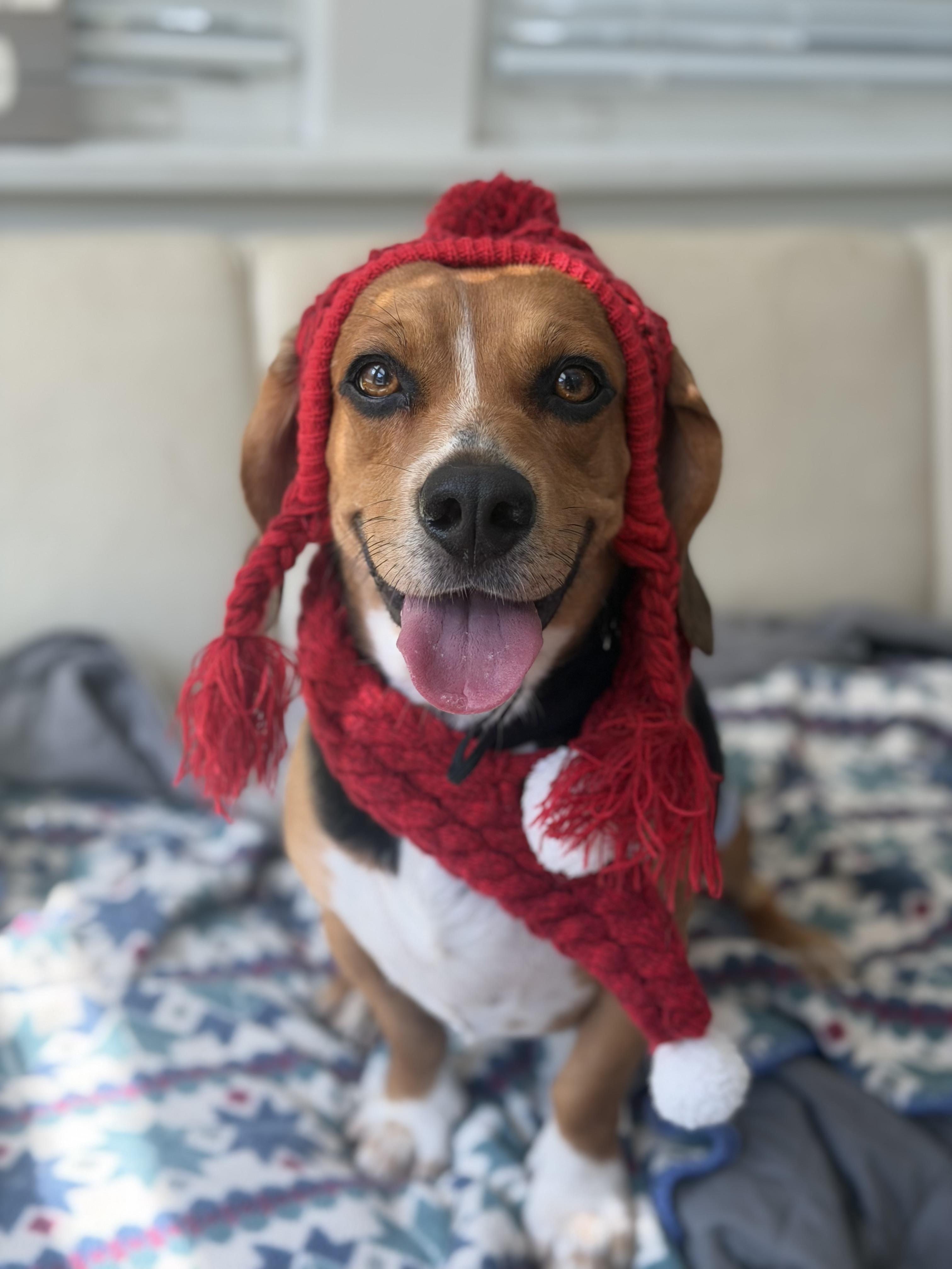 Enlarge Panko, a Adoptable Beagle in Mahwah, NJ image 3/6