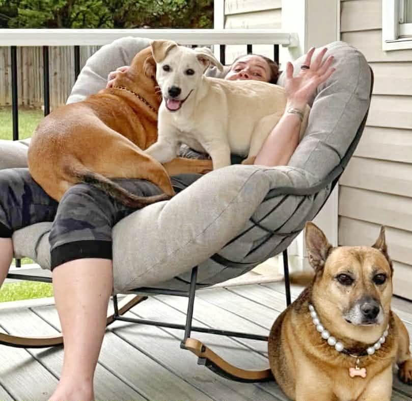 Lainey Wilson, a Adoptable mixed breed in Fultonham, NY image 1/3