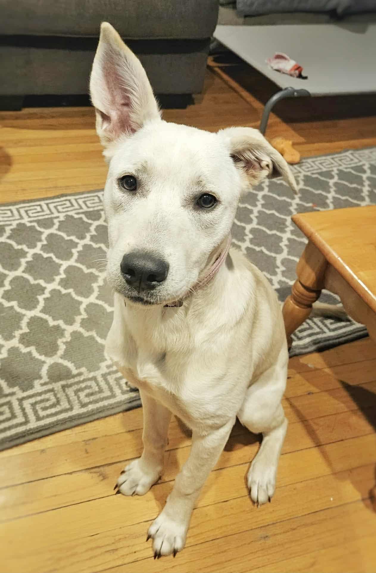 Lainey Wilson, a Adoptable mixed breed in Fultonham, NY image 2/3