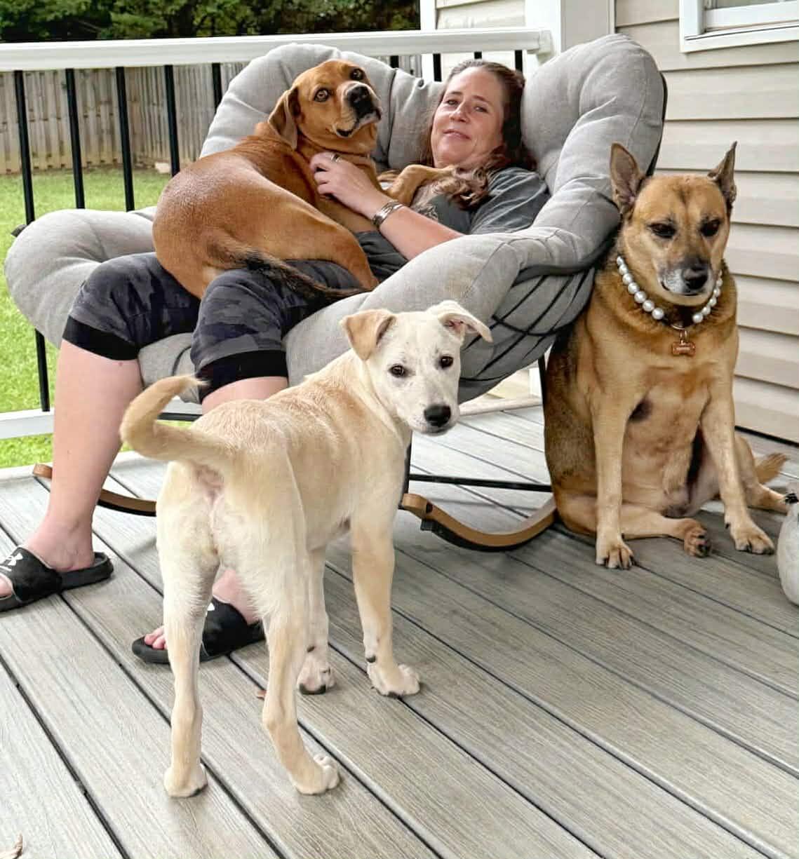 Lainey Wilson, a Adoptable mixed breed in Fultonham, NY image 3/3