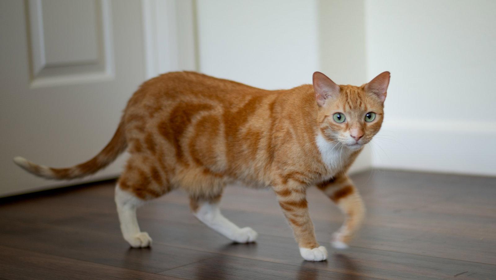 butters, Adopted, Adult Male Tabby.