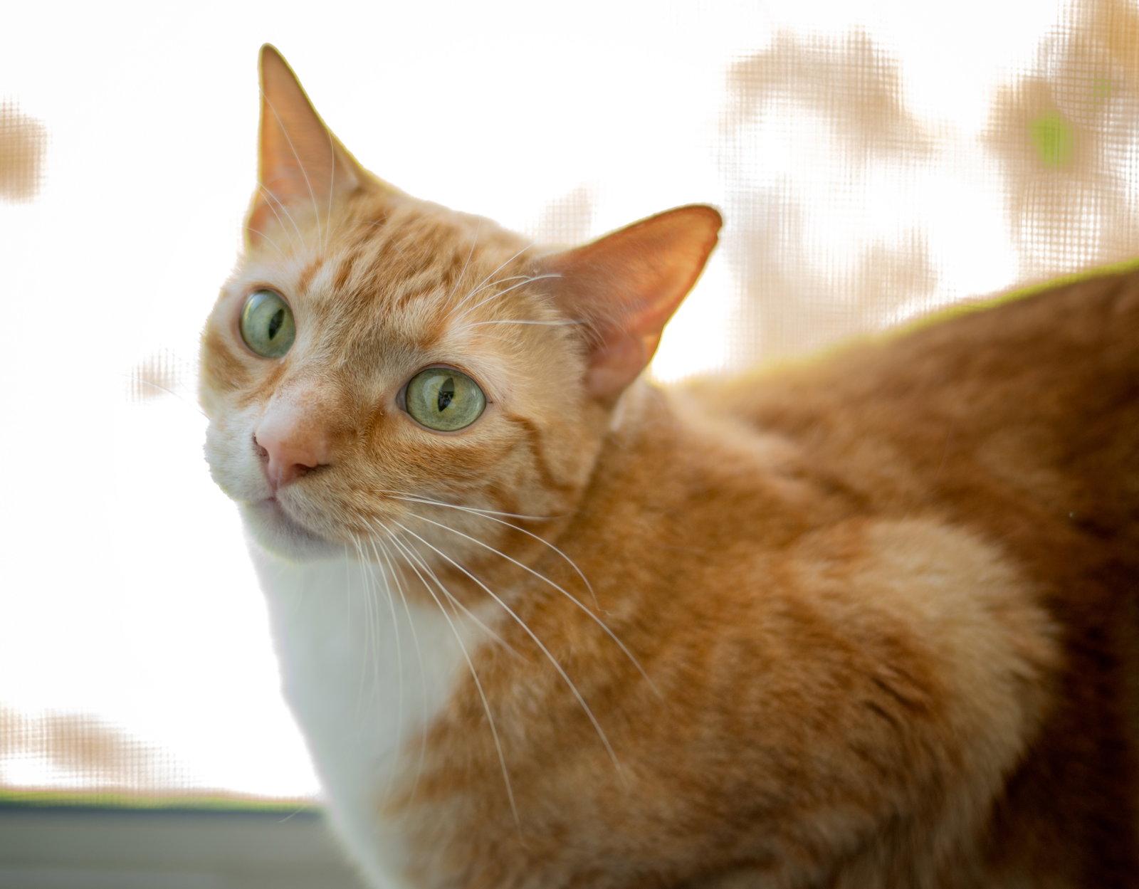 Enlarge butters, a Adopted Tabby in San Jose, CA image 2/3