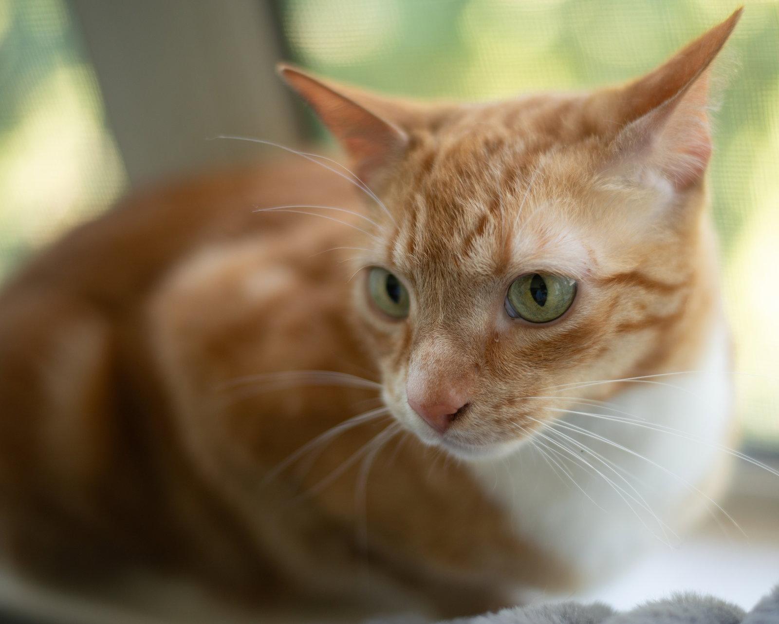 Enlarge butters, a Adopted Tabby in San Jose, CA image 3/3