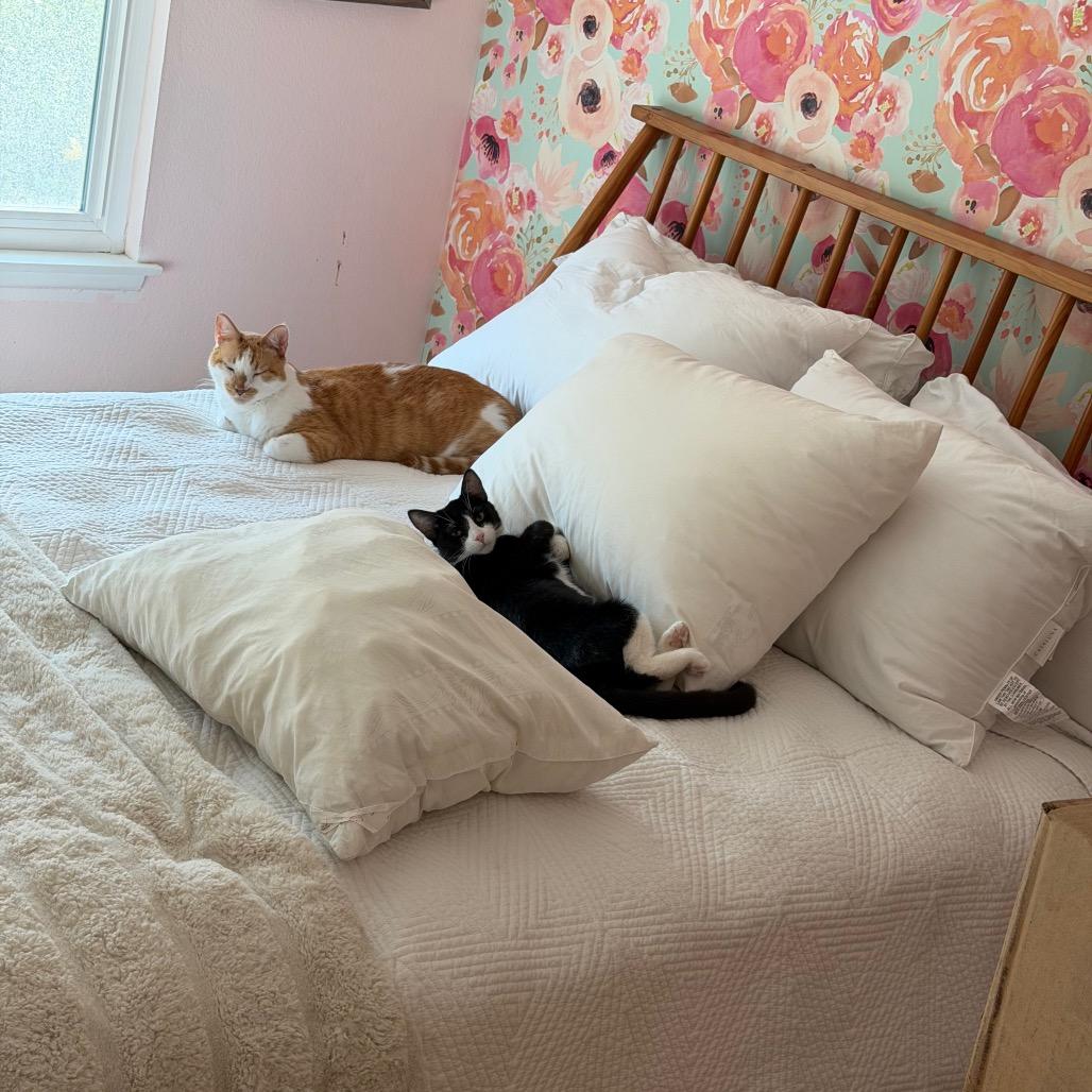 Enlarge Rumi, a Adoptable Domestic Short Hair in Tustin, CA image 2/4