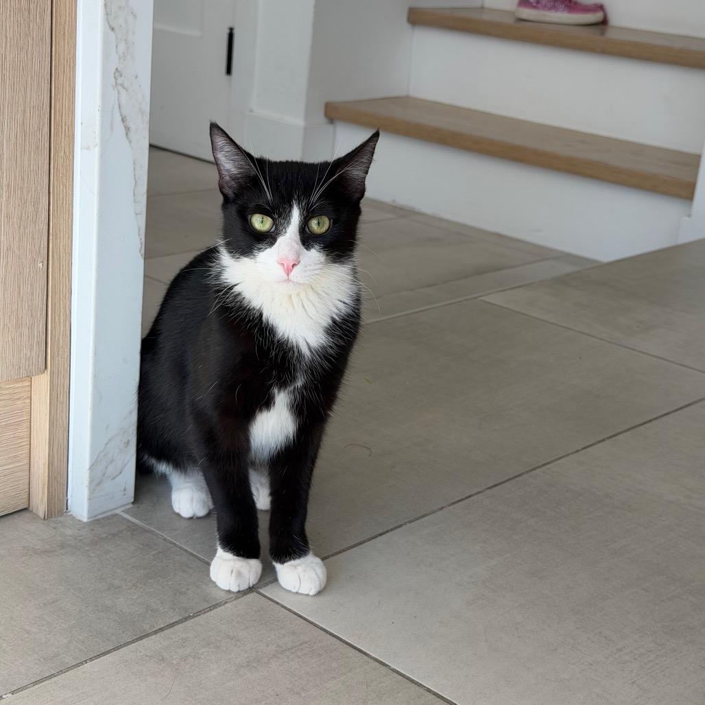 Enlarge Rumi, a Adoptable Domestic Short Hair in Tustin, CA image 3/4