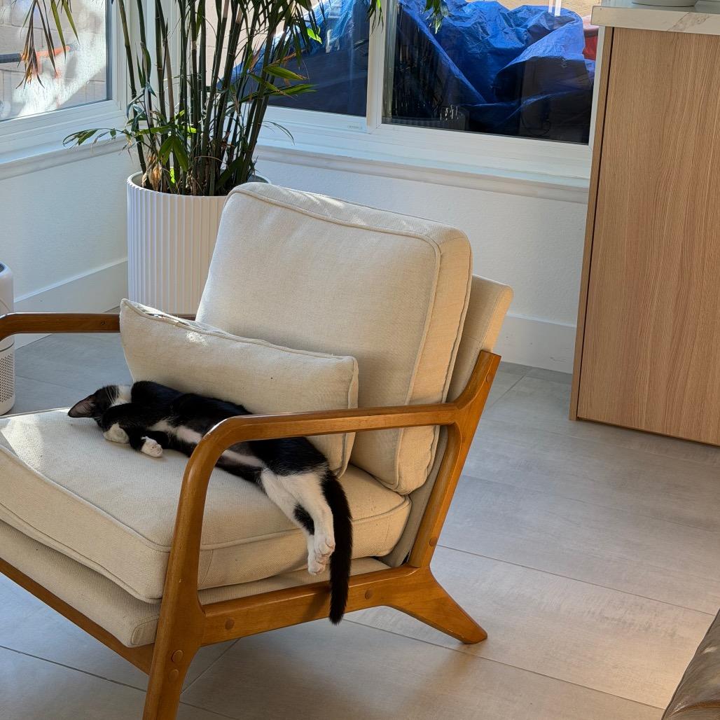 Enlarge Rumi, a Adoptable Domestic Short Hair in Tustin, CA image 4/4