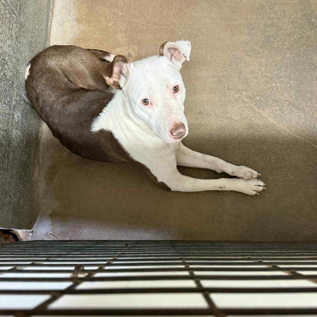 Catherine, Adoptable, Adult Female Pit Bull Terrier.