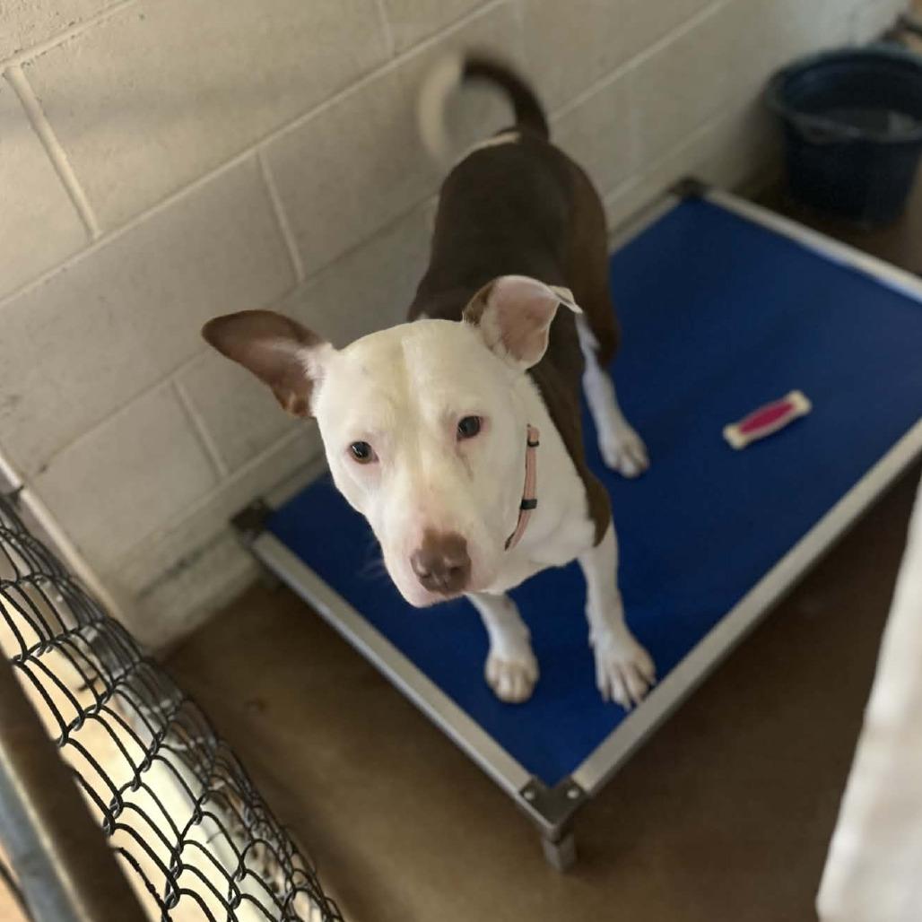 Catherine, a Adoptable Pit Bull Terrier in Stephenville, TX image 2/4