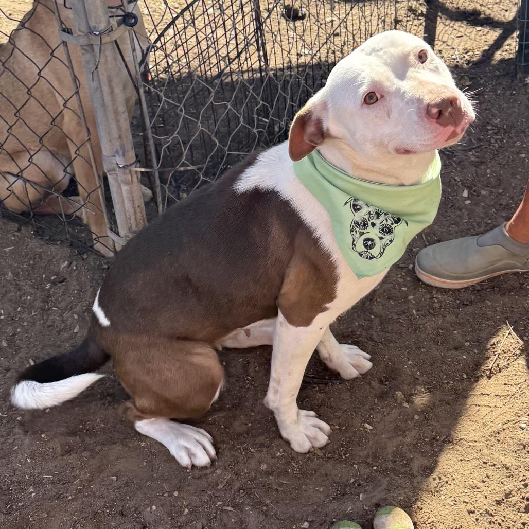 Catherine, a Adoptable Pit Bull Terrier in Stephenville, TX image 4/4