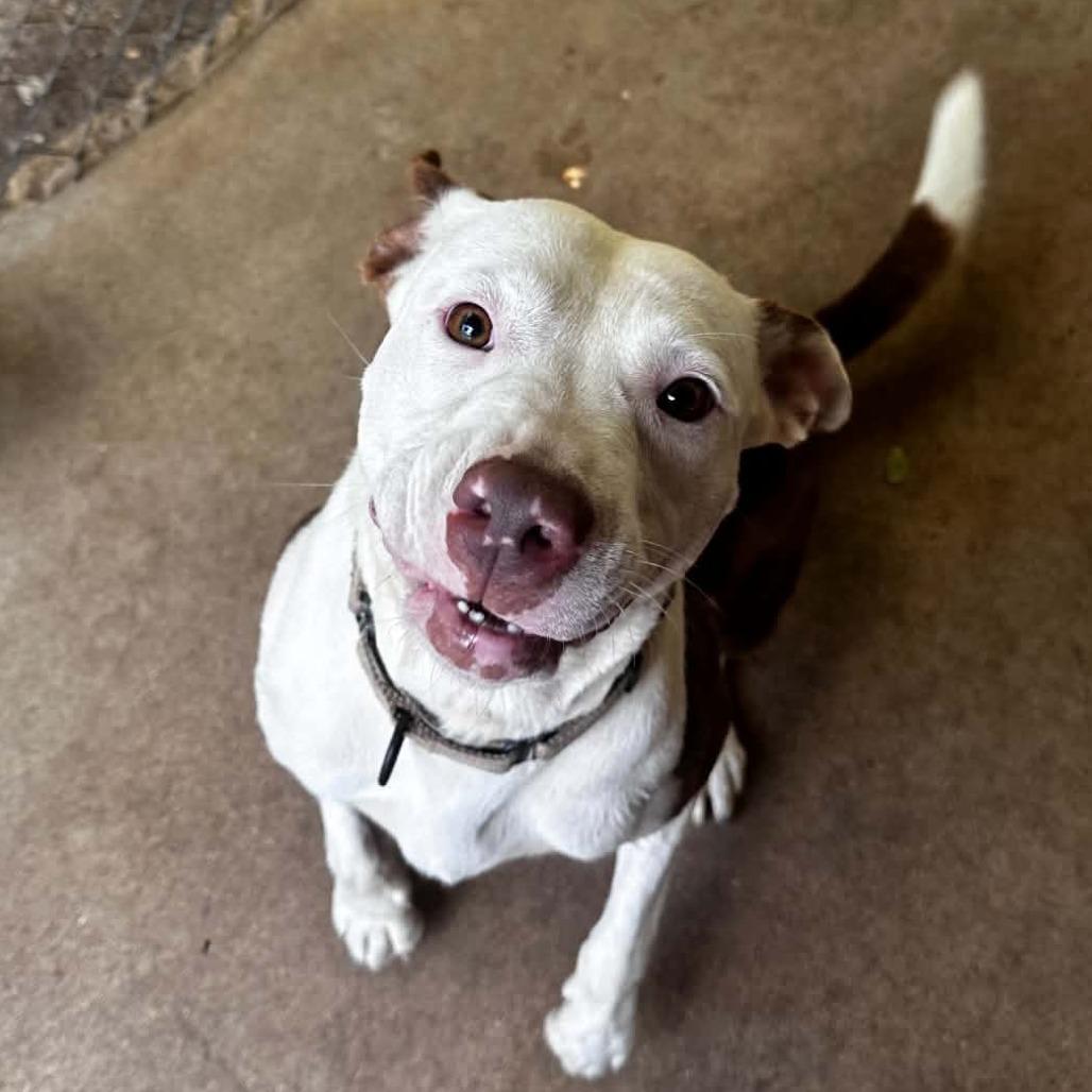 Enlarge Catherine, a Adoptable Pit Bull Terrier in Stephenville, TX image 2/4
