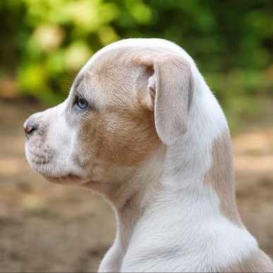 Isabella, an adopted mixed breed in East Dundee , IL image 4/4