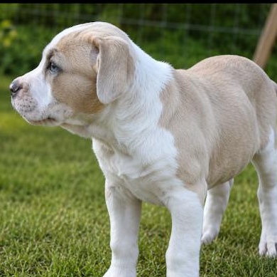 Isabella, an adopted mixed breed in East Dundee , IL image 3/4