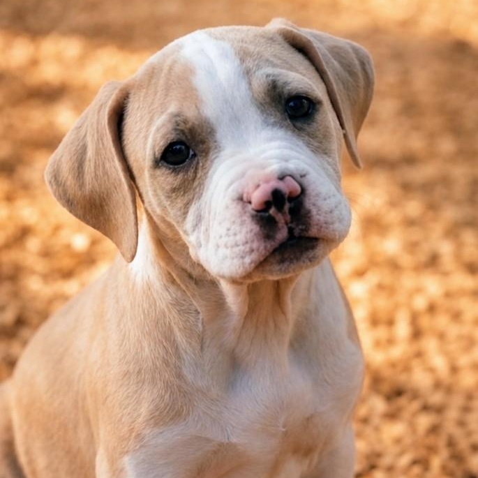 Isabella, adopted, Puppy Female Boxer.