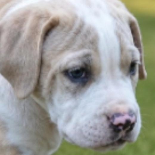 Isabella, an adopted mixed breed in East Dundee , IL image 2/4