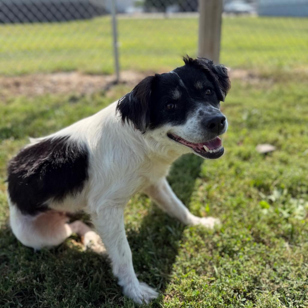 Enlarge Moo, a Adoptable mixed breed in Clinton, IL image 3/6