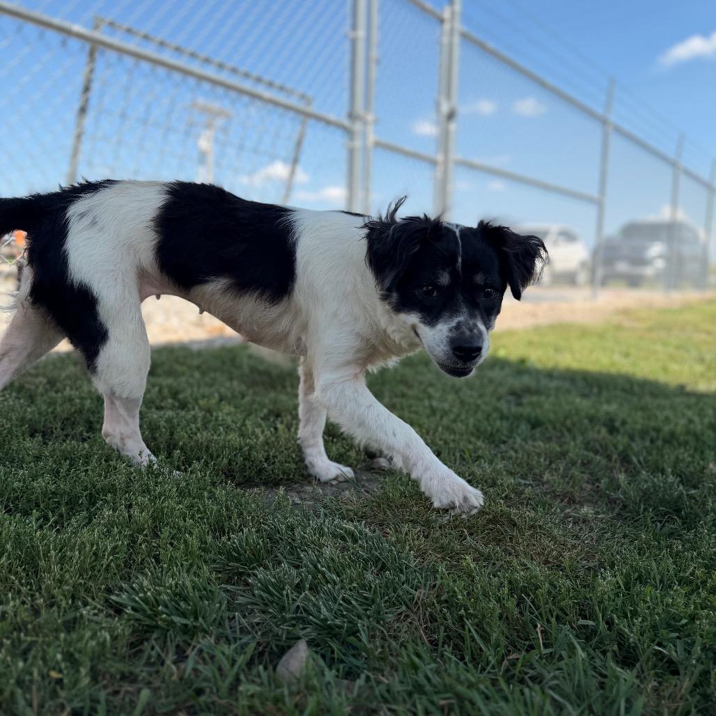Enlarge Moo, a Adoptable mixed breed in Clinton, IL image 2/6