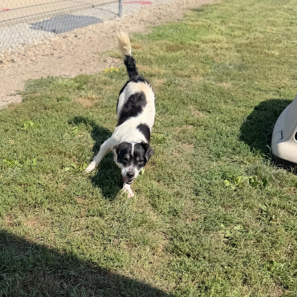 Enlarge Moo, a Adoptable mixed breed in Clinton, IL image 4/6
