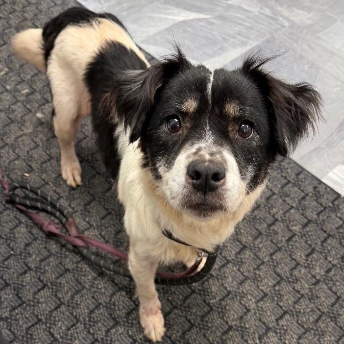 Enlarge Moo, a Adoptable mixed breed in Clinton, IL image 6/6
