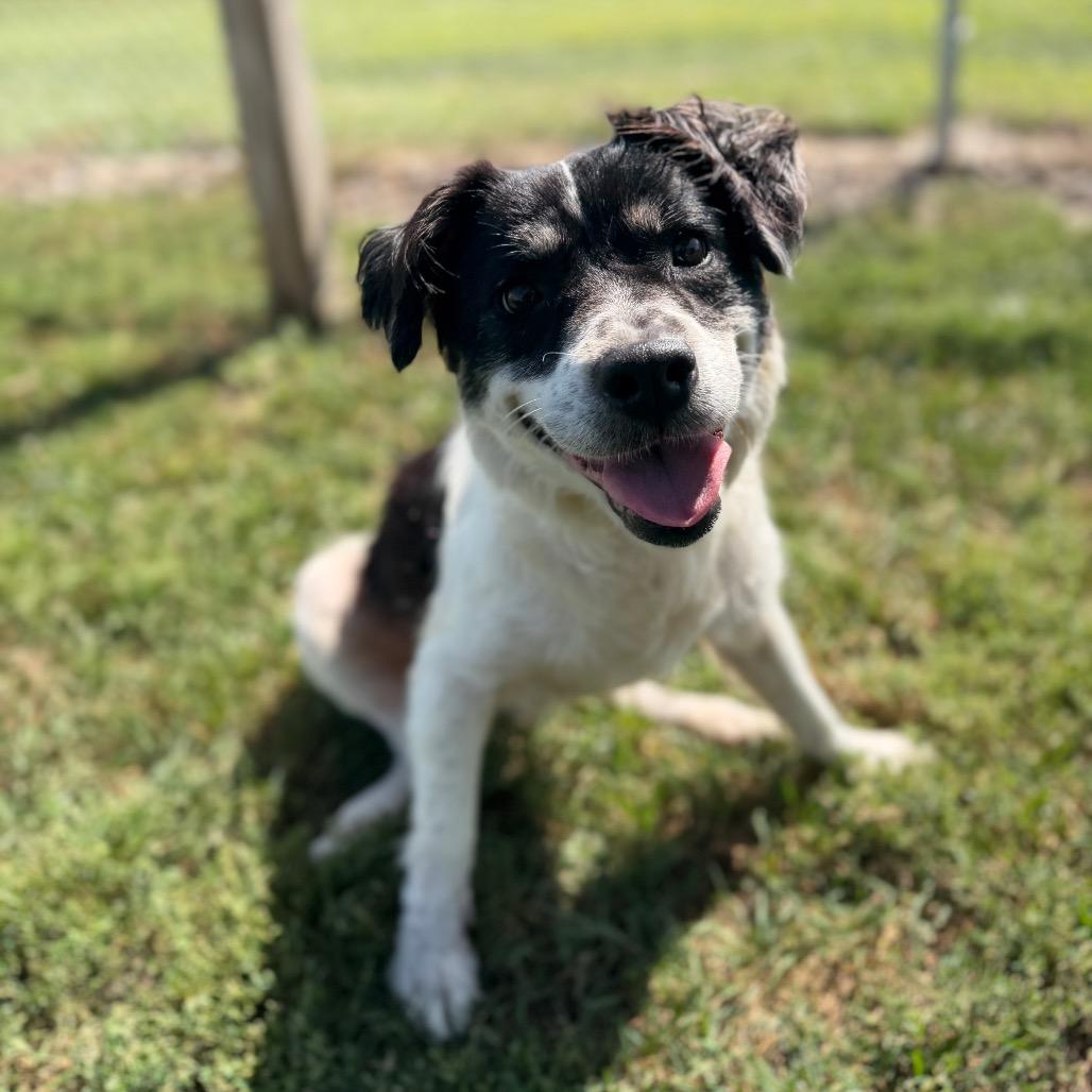 Enlarge Moo, a Adoptable mixed breed in Clinton, IL image 1/6