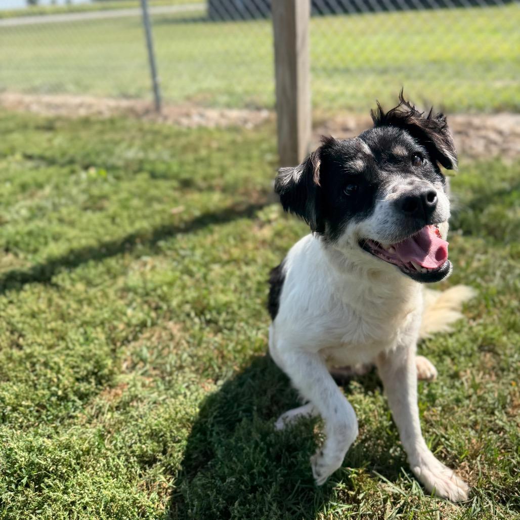 Enlarge Moo, a Adoptable mixed breed in Clinton, IL image 5/6