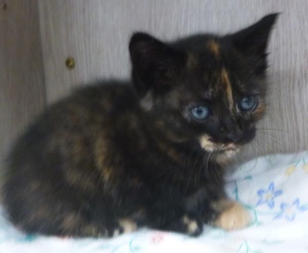 Pixie, a Adoptable mixed breed in Lafayette, LA image 1/3