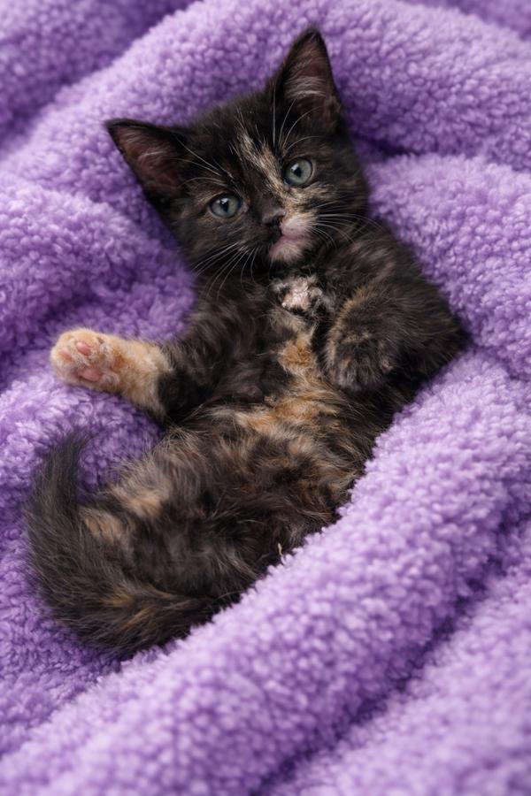 Pixie, a Adoptable mixed breed in Lafayette, LA image 2/3