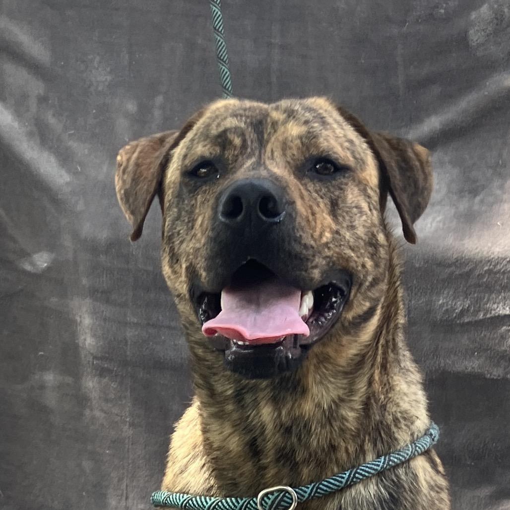 Baxter, a Adoptable Mixed Breed in Pulaski, TN image 2/6