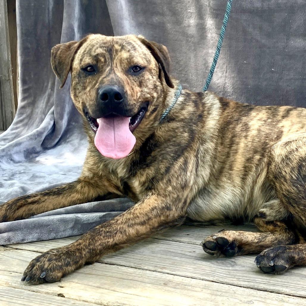 Baxter, a Adoptable Mixed Breed in Pulaski, TN image 2/6