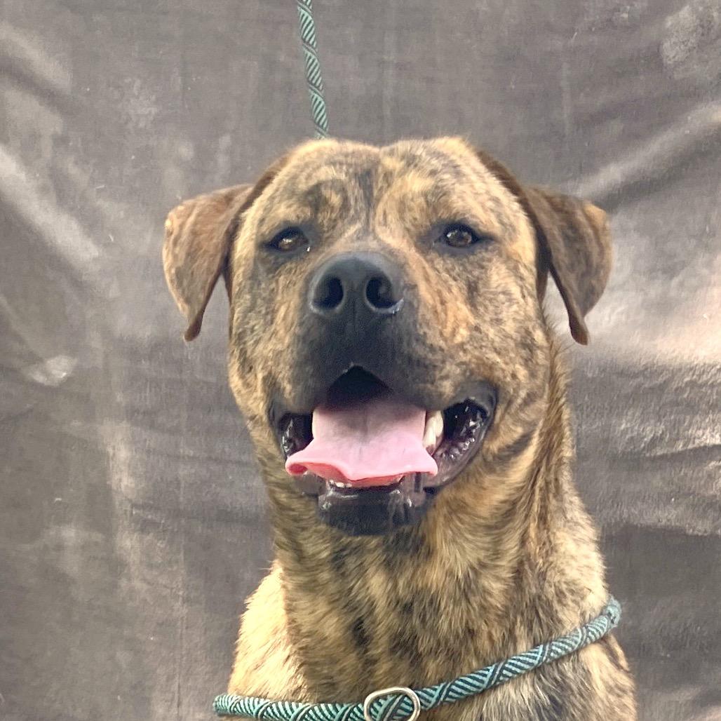 Baxter, a Adoptable Mixed Breed in Pulaski, TN image 3/6