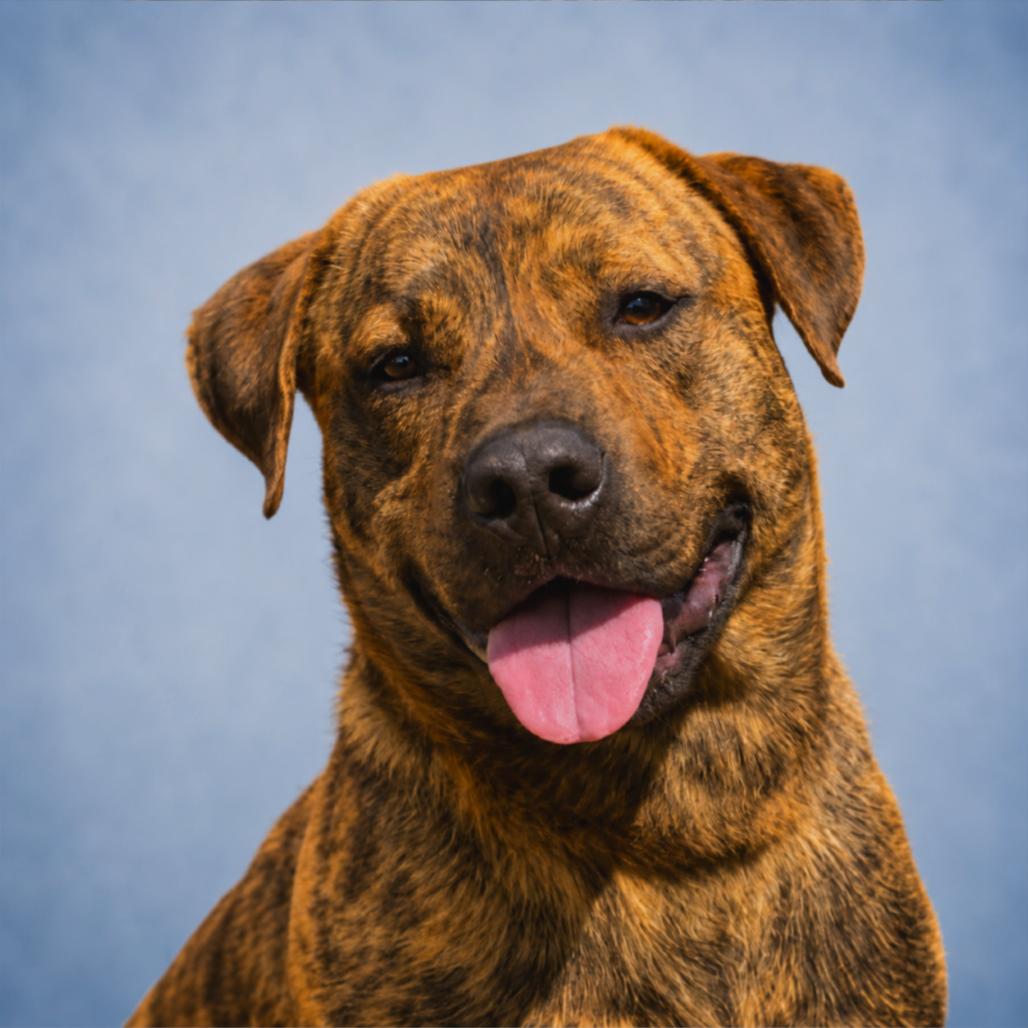 Baxter, a Adoptable Mixed Breed in Pulaski, TN image 4/6